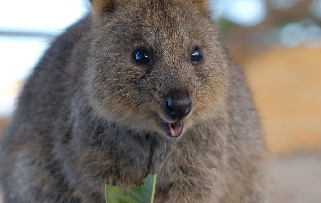 Australia Showcase