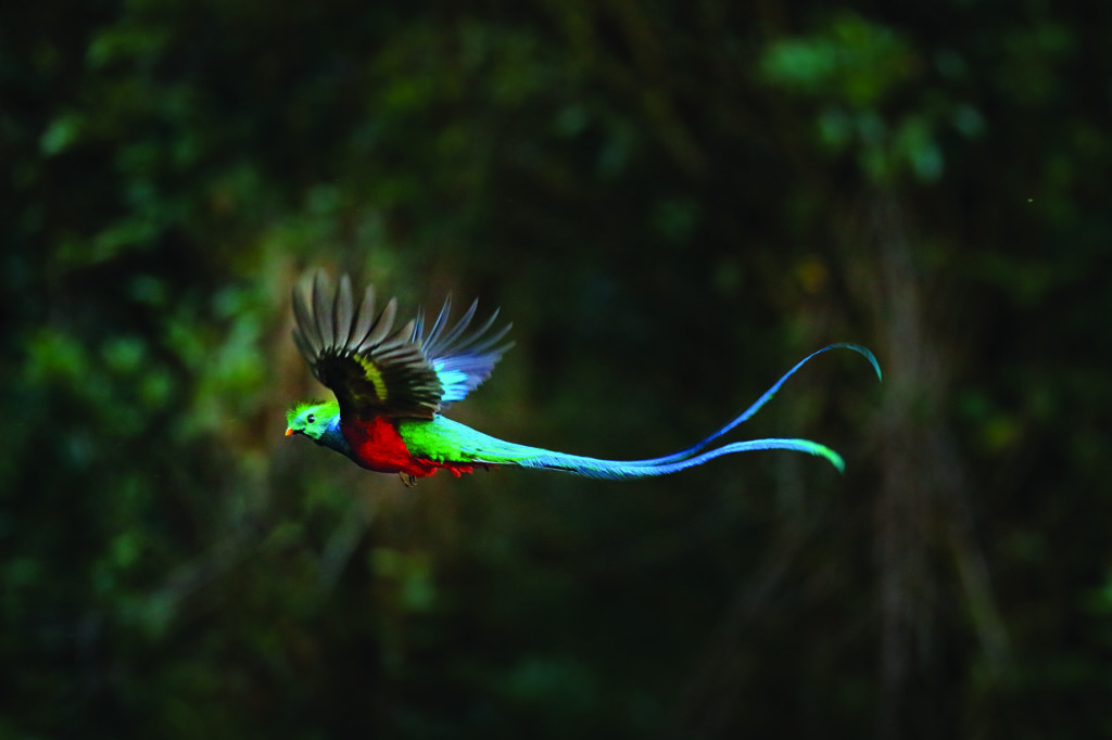 Flying Quetzal Costa Rica