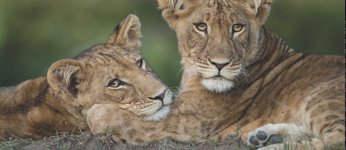 lion cubs