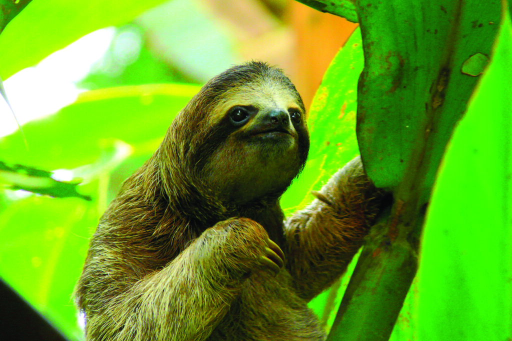 Sloth Costa Rica