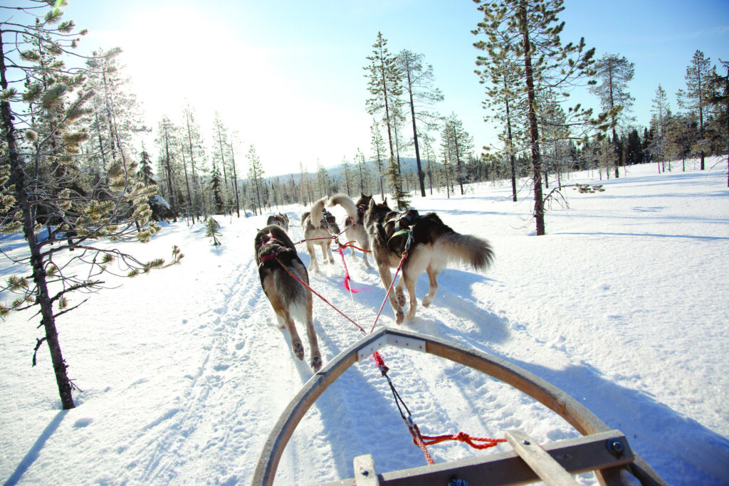 husky safari