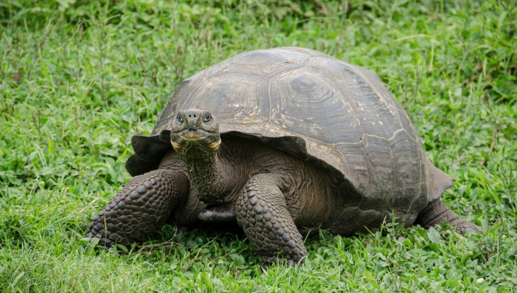 Silversea - Giant Turtoise, Galápagos Islands